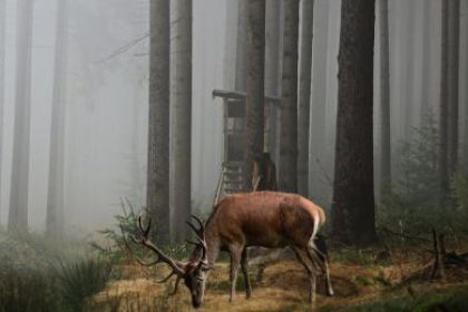 Wysokie drzewa, mglista pogoda na pierwszym planie widoczny jeleń, za nim myśliwska wieża