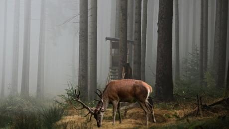 Wysokie drzewa, mglista pogoda na pierwszym planie widoczny jeleń, za nim myśliwska wieża